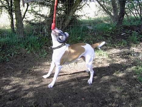 Amerikansk bulldog Lady - lady med hendes yndlings legetøj billede 4