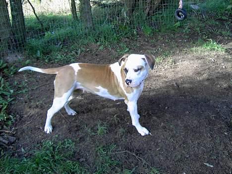 Amerikansk bulldog Lady - hov far kommer hjem... billede 5