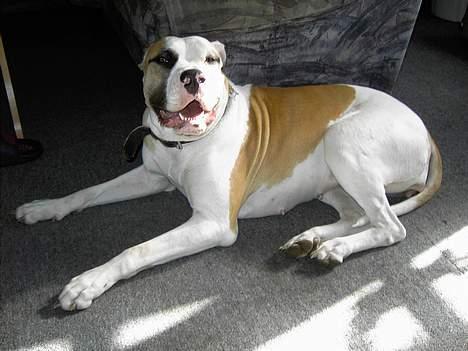 Amerikansk bulldog Lady - træt efter en tur på marken billede 6