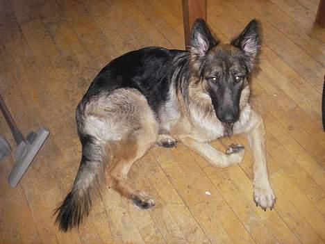 Dobermann (Gennings El-Nino)Jack billede 18