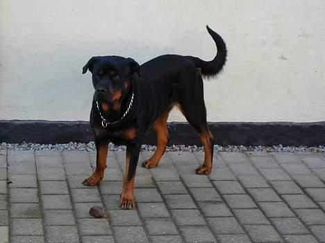 Rottweiler Fia - Taget d.1/10-06. Jeg vogter over min sten, bare pas på. billede 14