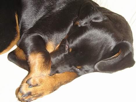 Rottweiler Otto - 3.10.06 ... ZzzZzzzzz  billede 8