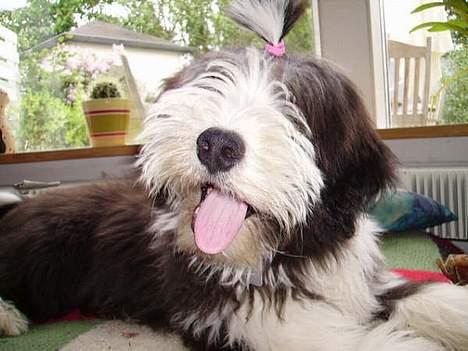 Bearded collie Vappe billede 7
