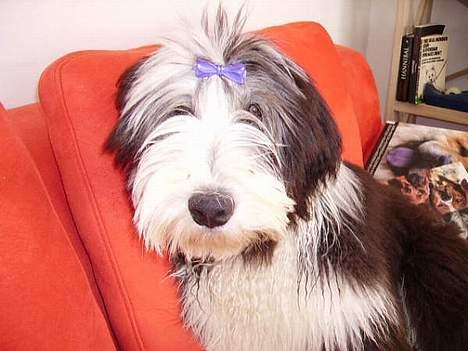 Bearded collie Vappe billede 8