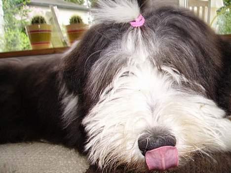 Bearded collie Vappe billede 9