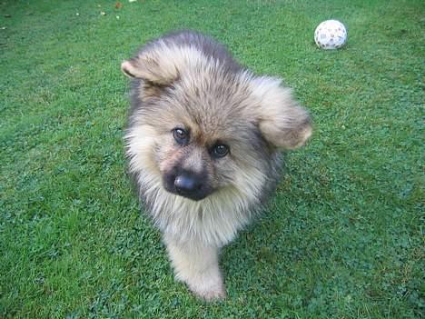 Schæferhund Chilli (aflivet) billede 6