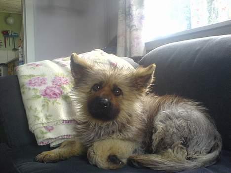 Schæferhund Chilli (aflivet) billede 7