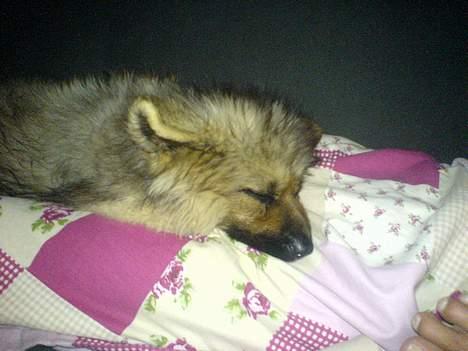 Schæferhund Chilli (aflivet) billede 8