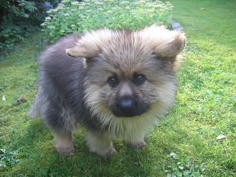 Schæferhund Chilli (aflivet) billede 9