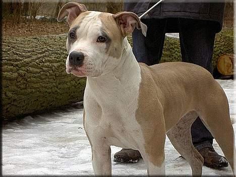 Amerikansk staffordshire terrier Raini billede 1