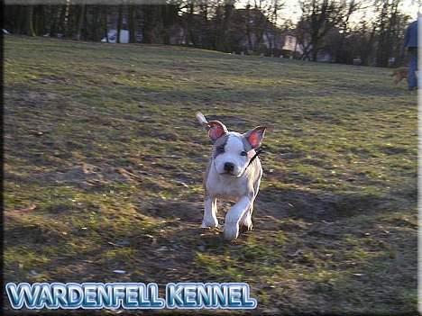 Amerikansk staffordshire terrier Raini billede 2