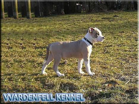 Amerikansk staffordshire terrier Raini billede 3