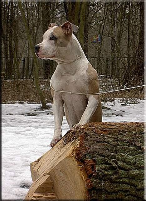 Amerikansk staffordshire terrier Raini billede 4