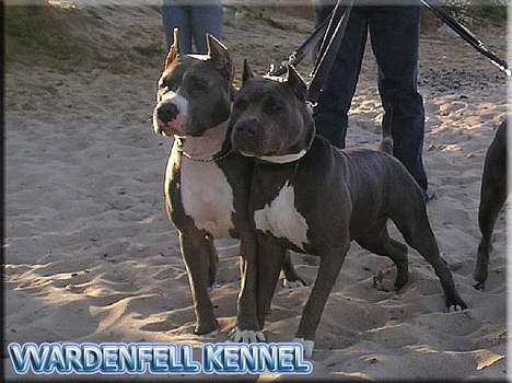 Amerikansk staffordshire terrier Bell - Bell and mother billede 4