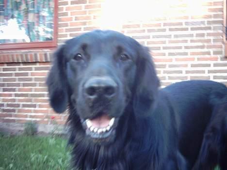Flat coated retriever Snoppi billede 16
