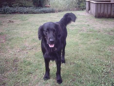 Flat coated retriever Snoppi billede 17