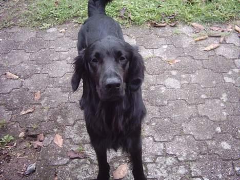 Flat coated retriever Snoppi billede 18