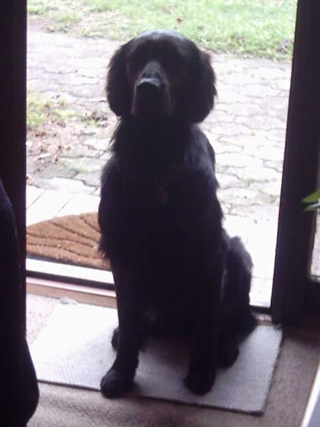 Flat coated retriever Snoppi billede 19
