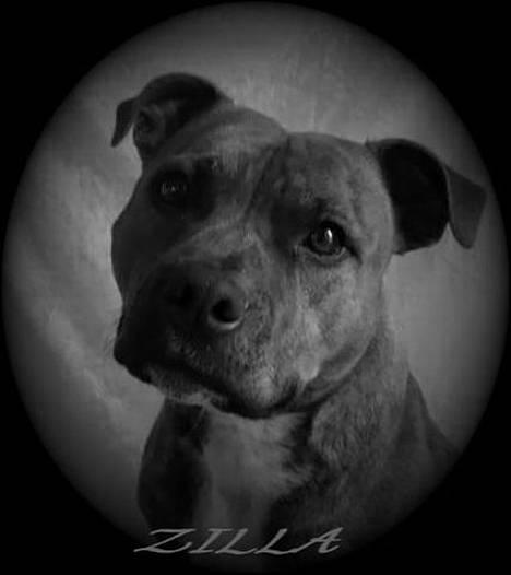 Staffordshire bull terrier Jeanty´s staff Zilla billede 7