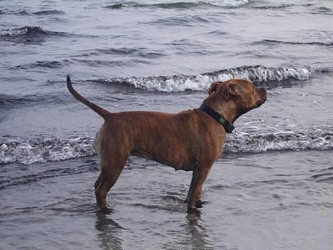 Staffordshire bull terrier Jeanty´s staff Zilla billede 8