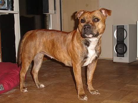 Staffordshire bull terrier Jeanty´s staff Zilla billede 9