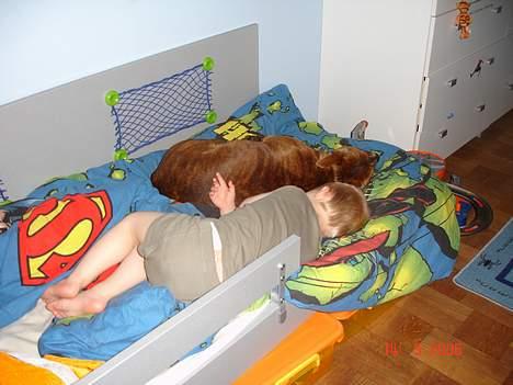 Staffordshire bull terrier Jeanty´s staff Zilla billede 10