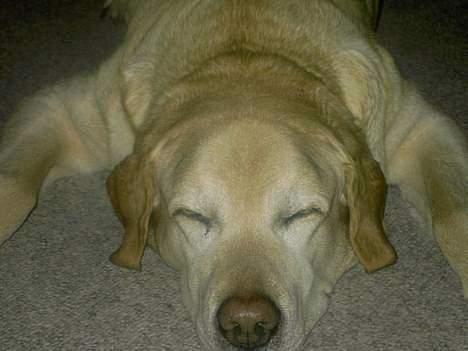 Labrador retriever Polly. (død) billede 1