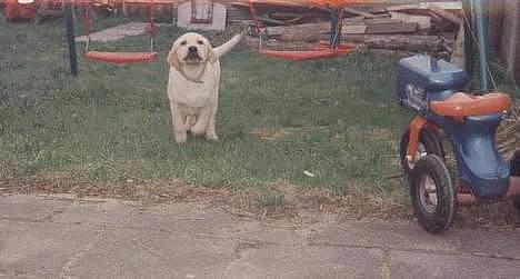 Labrador retriever Polly. (død) billede 2