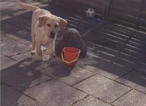 Labrador retriever Polly. (død) billede 3