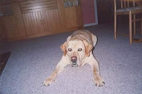 Labrador retriever Polly. (død) billede 5