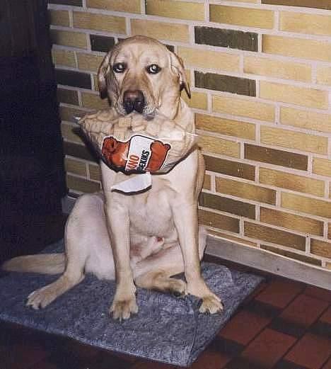 Labrador retriever Polly. (død) billede 7