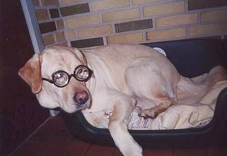 Labrador retriever Polly. (død) billede 8