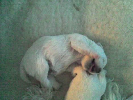 West highland white terrier Anton - 3/10 Nu vejer han 468 gram - 116 gram på 3 dage!!  billede 8