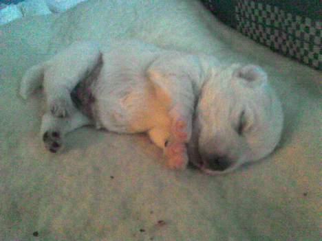 West highland white terrier Anton - 3/10 Gad vide om trædepuderne på forpoterne os bliver sorte? :-) billede 9