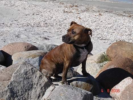 Staffordshire bull terrier Jeanty´s staff Zilla billede 11