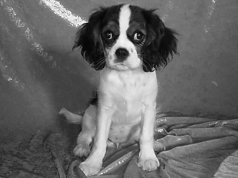 Cavalier king charles spaniel Munkebo's Fie RIP - sidder lige og bliver udstillet billede 15