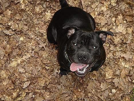 Staffordshire bull terrier Cani - Hey.. Jeg sidder her og venter... Sku vi ik´lege ??? billede 1