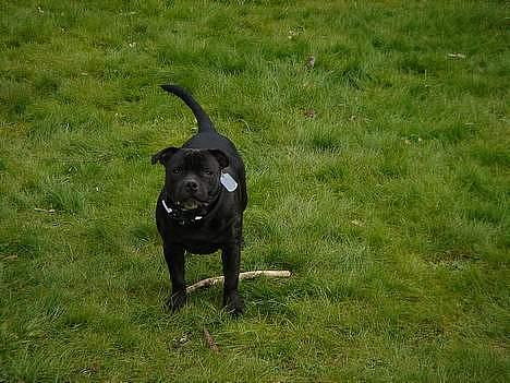 Staffordshire bull terrier Cani billede 2