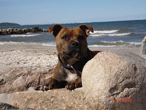 Staffordshire bull terrier Jeanty´s staff Zilla billede 12