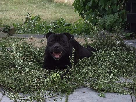Staffordshire bull terrier Cani - Havearbejde .... pu ha det er noget man blir´ træt af... billede 3