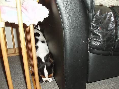 Cavalier king charles spaniel Munkebo's Fie RIP - se mor jeg kan være her billede 16