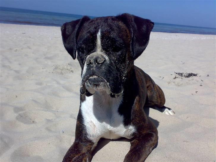 Boxer Freia (RIP) - 20 Måneder billede 1