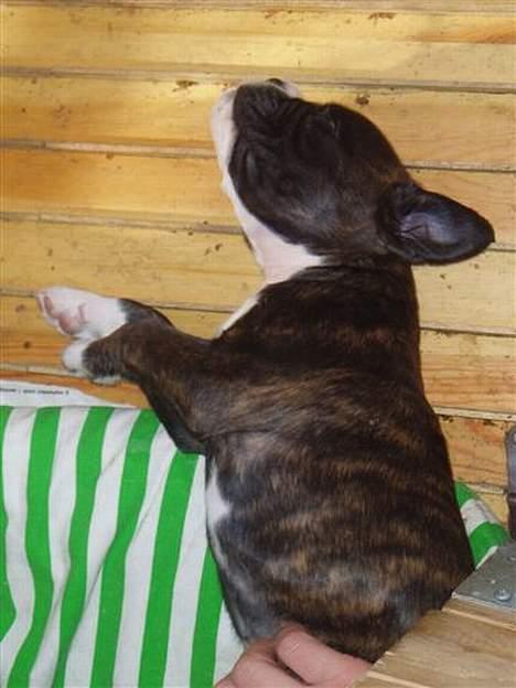 Boxer Freia (RIP) billede 2