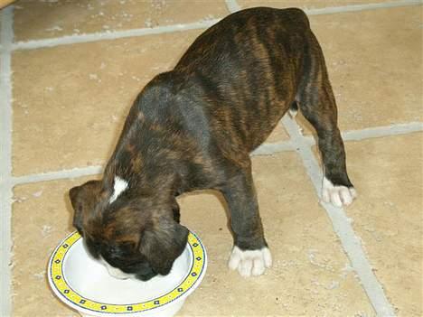 Boxer Freia (RIP) - 6 uger.. Mums lækkert ymerblanding billede 3