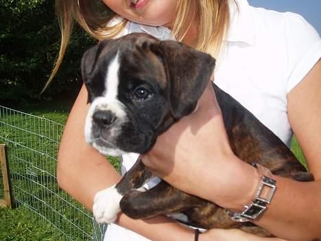Boxer Freia (RIP) - 7 uger billede 4