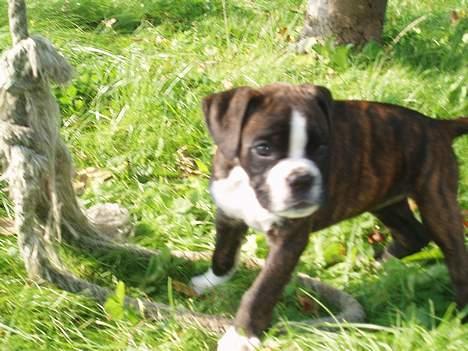 Boxer Freia (RIP) - 7uger billede 5