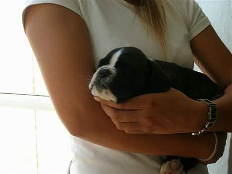 Boxer Freia (RIP) - 8 Uger billede 6