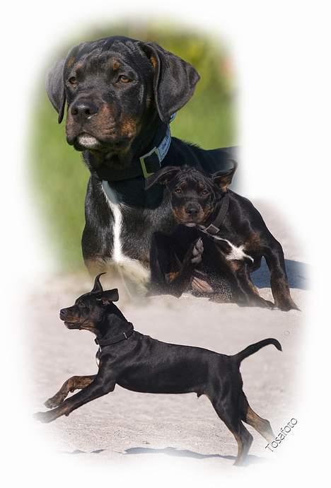 Blanding af racer Amweiler Fix *26-5* billede 18