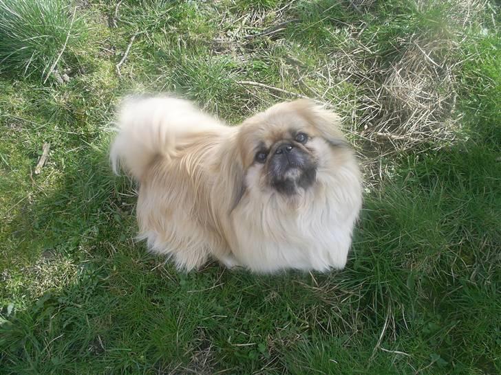 Pekingeser Gismo - Total sejt bur i har købt til Sif, kan jeg arve det, når hun gror ud af det..? billede 15