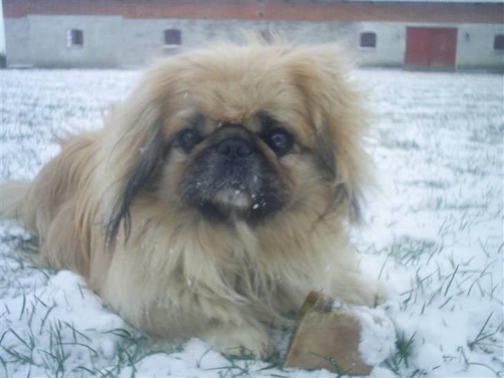Pekingeser Gismo billede 16
